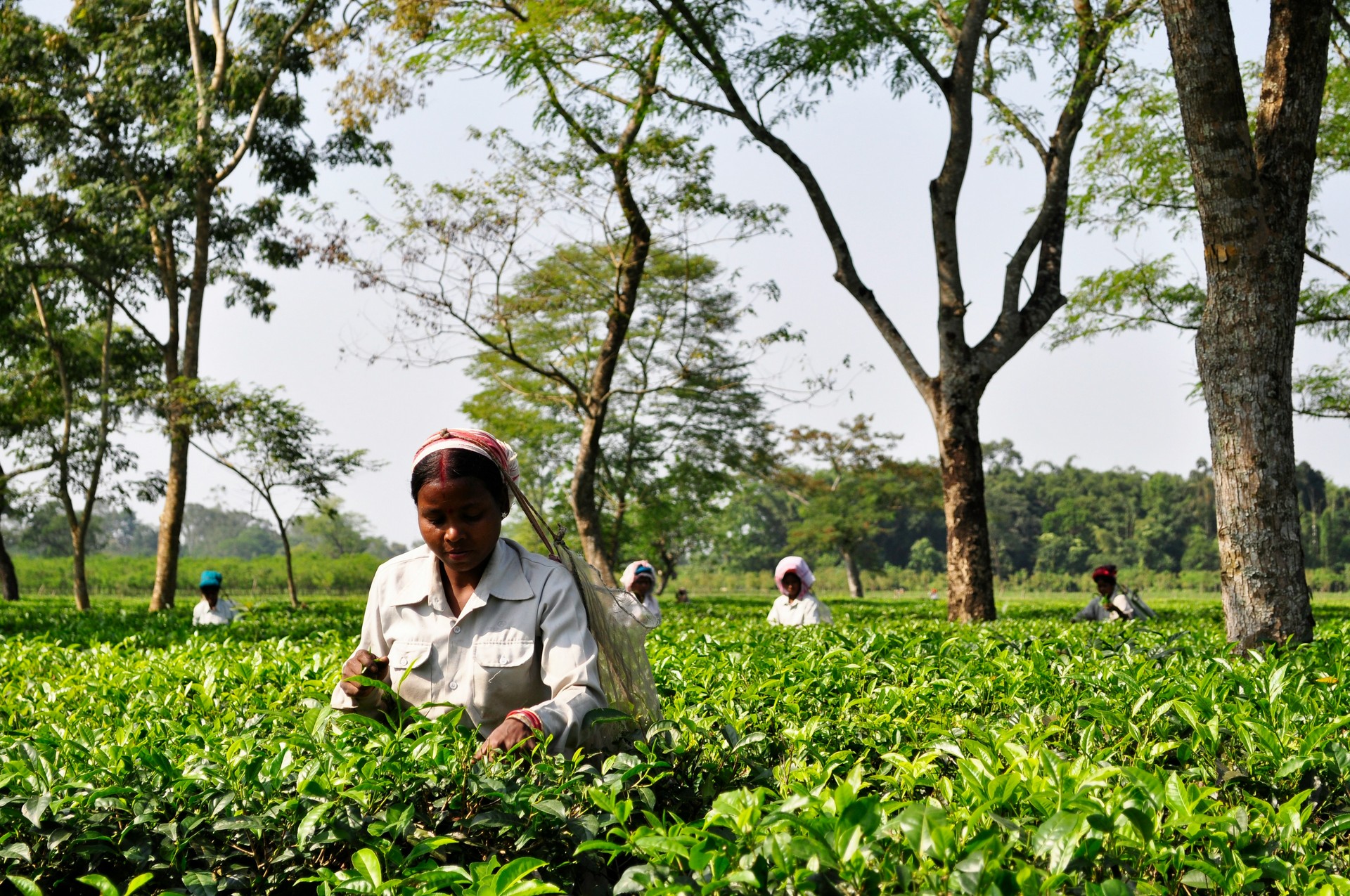 Tea Garden