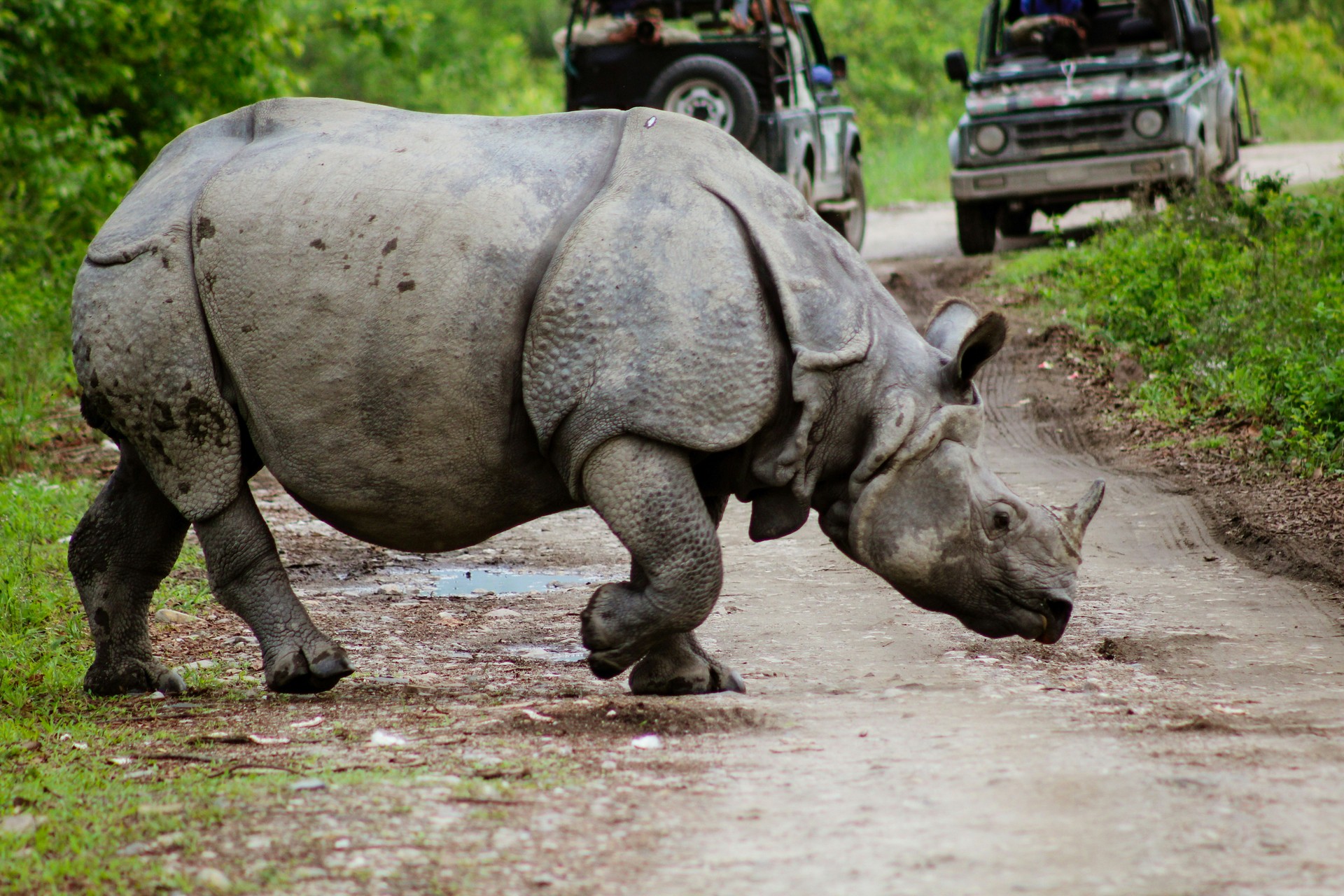 Kaziranga National Park